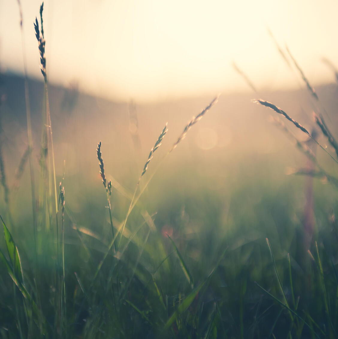 Old City Psychology, LLC, a virtual therapy practice